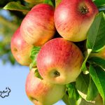 حکایت سیب و درخت