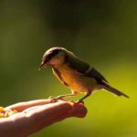 به دنیا بگویید : سیب!