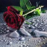 ما در این شهر غریبیم