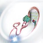 شيعه در پندار و رفتار