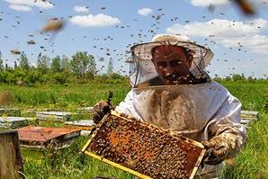 درآمد ماهیانه ۲۰ میلیون تومان با زنبورداری و تولید عسل!