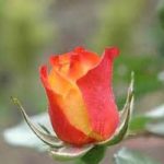 صبح انعكاس لبخند توست