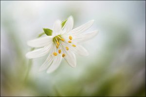 ديدگاه اسلام درباره محبت و دوستي