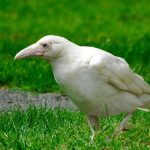 قصه کلاغ سفيد