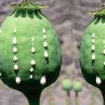 اعتياد تهديدي عليه بشريت