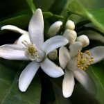 بهار نارنج