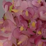 اقاقیای خمیری بسازید