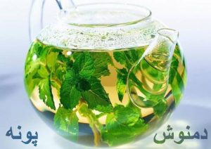 خواص معجزه آسای پنهان در دمنوش و چای پونه + طرز تهیه