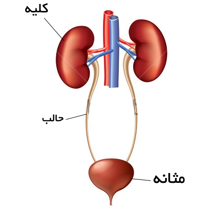 مثانه هم عصبی می شود