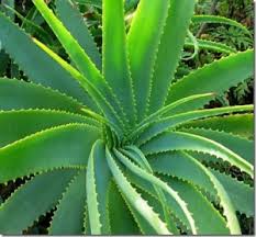 آلوئه ورا (aloe vera)