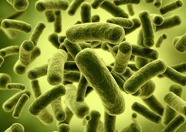 چیزهایی که به باکتری‌های مفید روده آسیب می‌زنند
