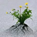 اعتماد به نفس آری، خودپسندی هرگز