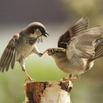لوازم تربيت (قواعد، علوم، مواد)