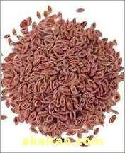 اسفرزه ( Plantago psyllium )