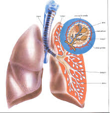 بيماريهاي تنفسي مرتبط با شغل