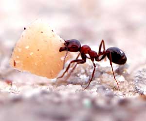 سلیمان و مورچه عاشق - بسیار آموزنده