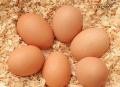 پنج دليل خوب براي مصرف تخم مرغ